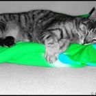 Katzenliebe1