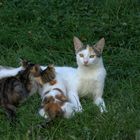 Katzenmama beim Stillen ihrer Kleinen