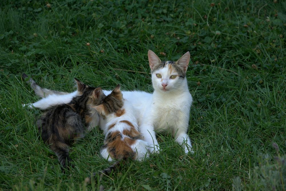 Katzenmama beim Stillen ihrer Kleinen