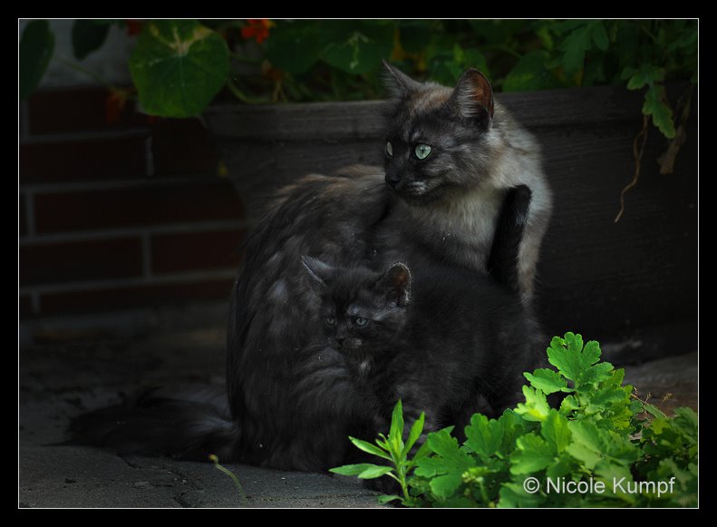 Katzenmama mit Kind