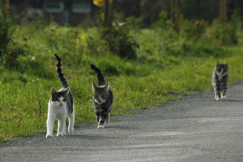 Katzenmarsch