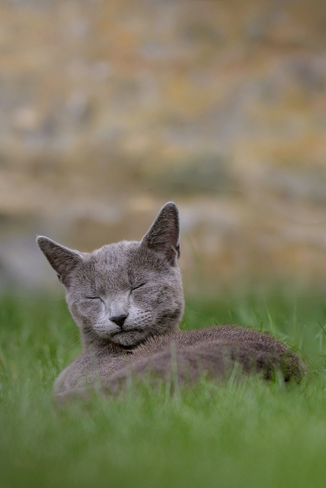 *Katzen*Meditation*