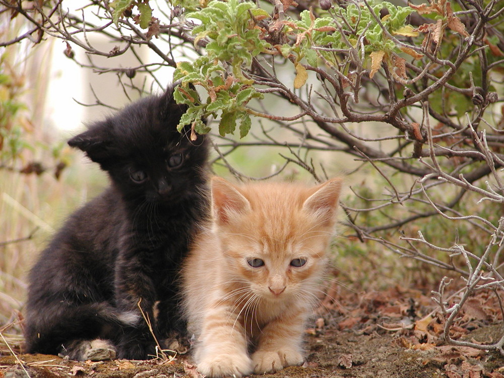 Katzennachwuchs auf Kreta