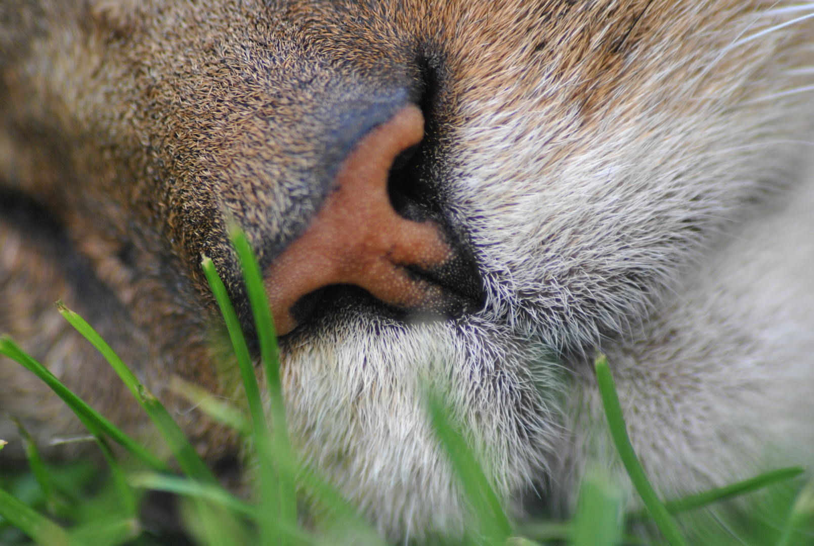 Katzennäschen