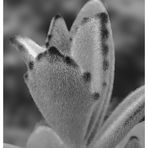 Katzenohr-Kalanchoe