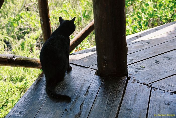 Katzenparadies auf Cuba