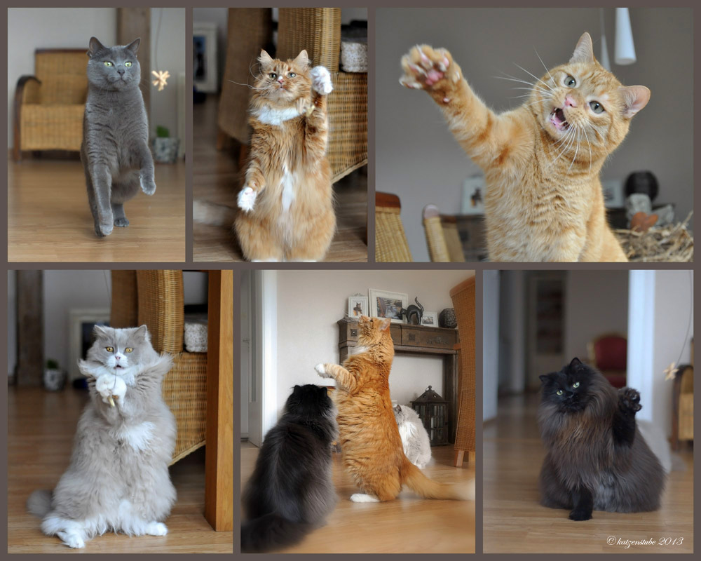 Katzen°PARTY°