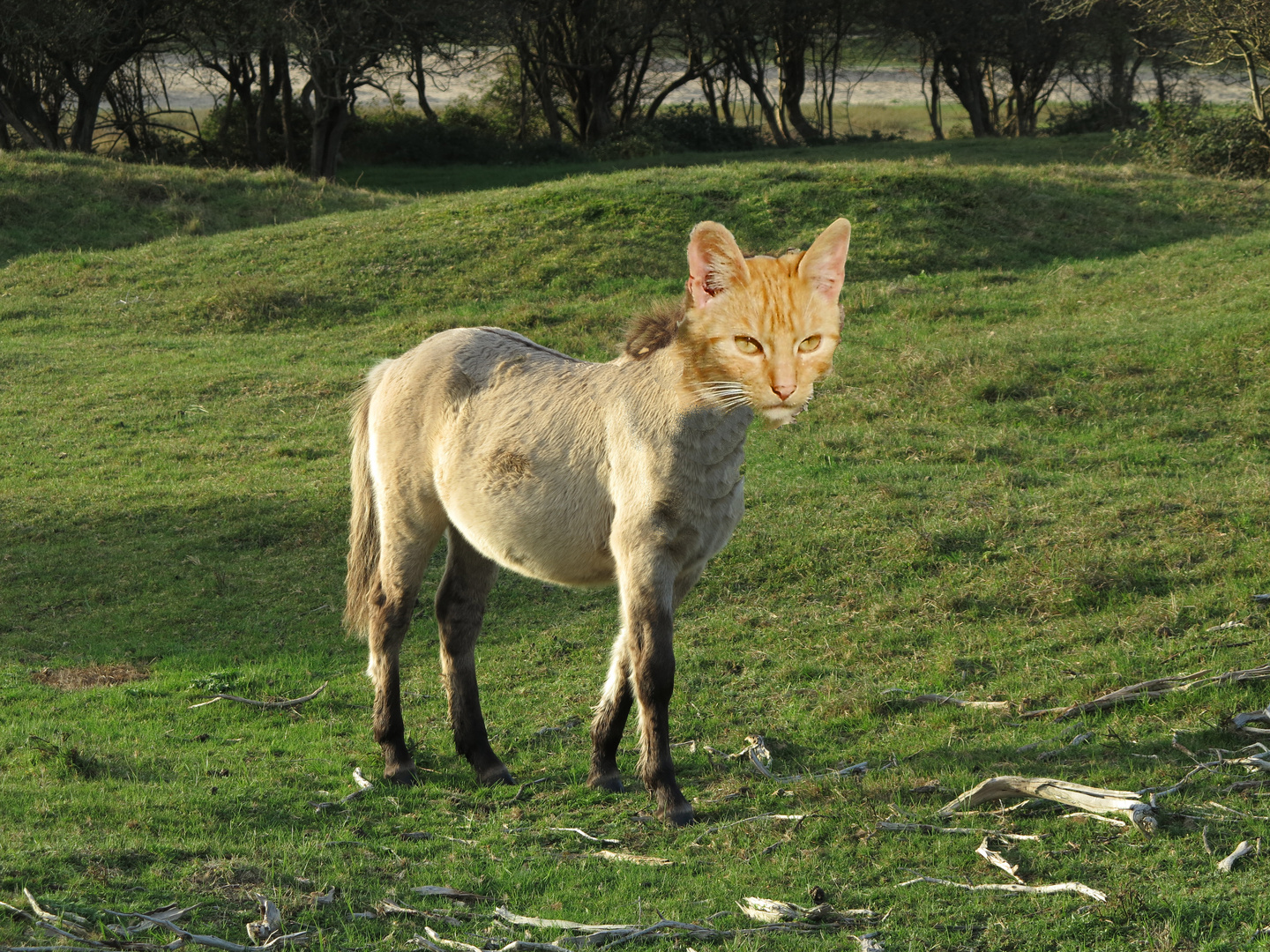 Katzenpferd