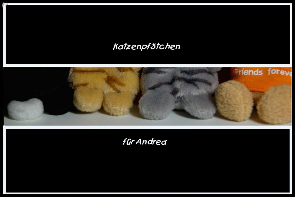 Katzenpfötchen für Andrea !