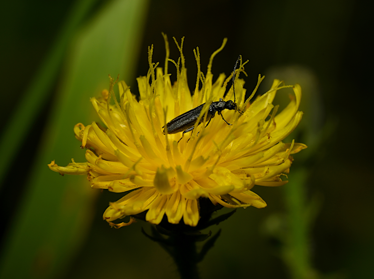 "KATZENPFÖTCHEN" MIT OEDEMERA NOBILIS