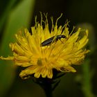 "KATZENPFÖTCHEN" MIT OEDEMERA NOBILIS