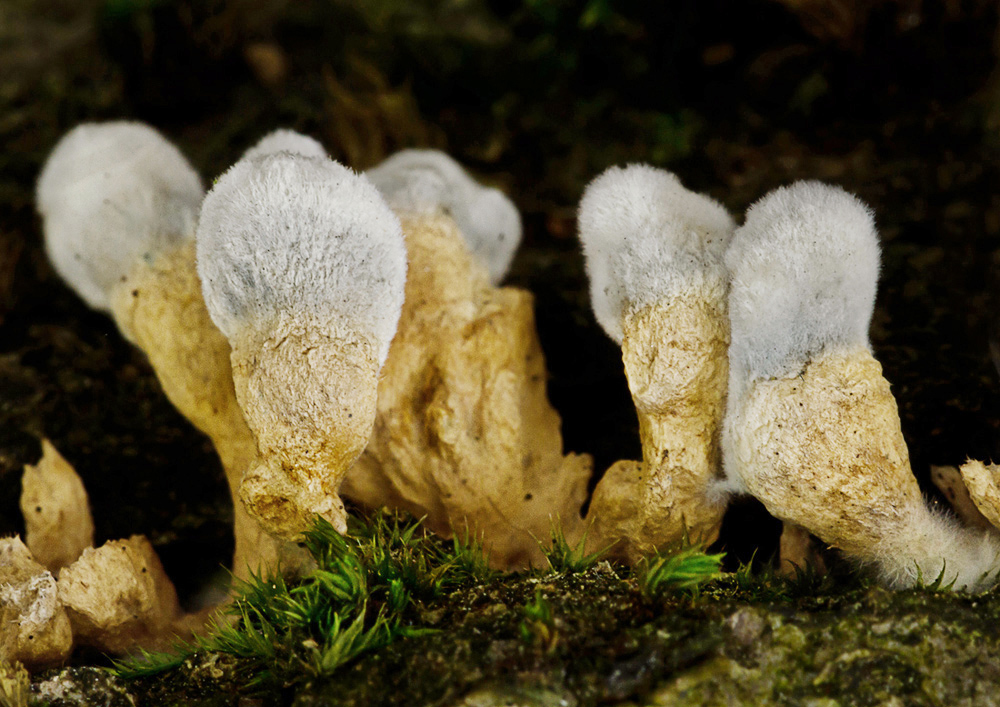 Katzenpfötchen-Pilz?