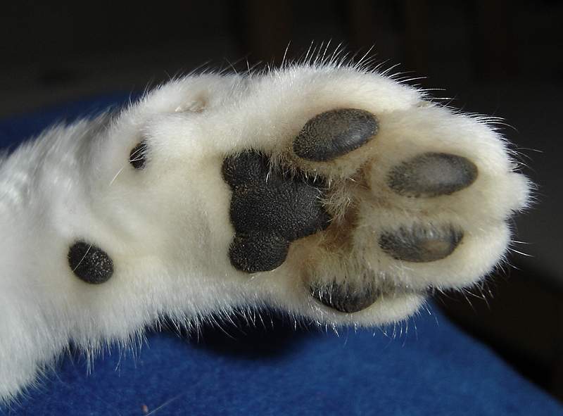 Katzenpfote Foto & Bild tiere, haustiere, katzen Bilder auf