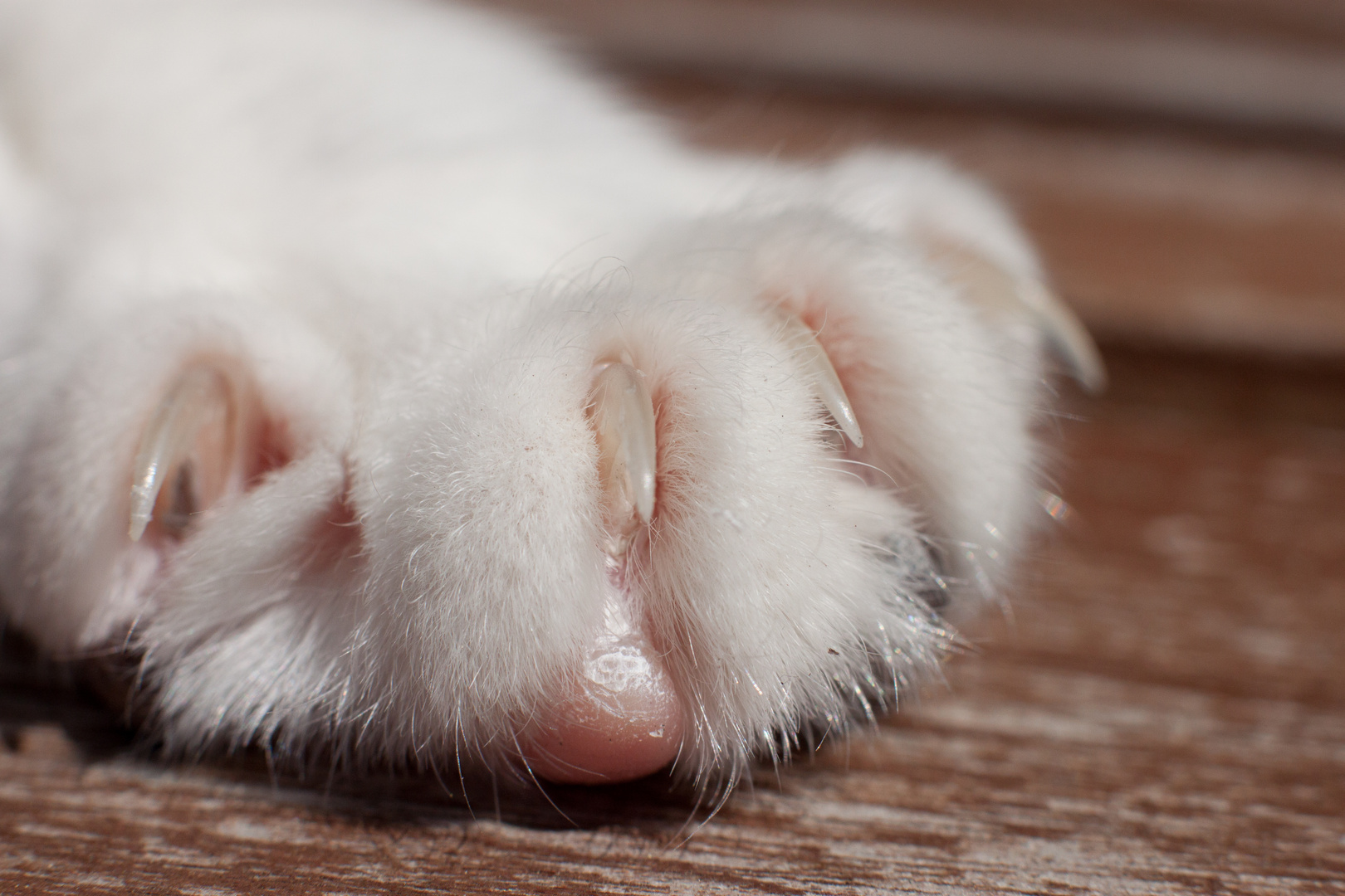 Katzenpfote Foto & Bild natur, katze, tiere Bilder auf