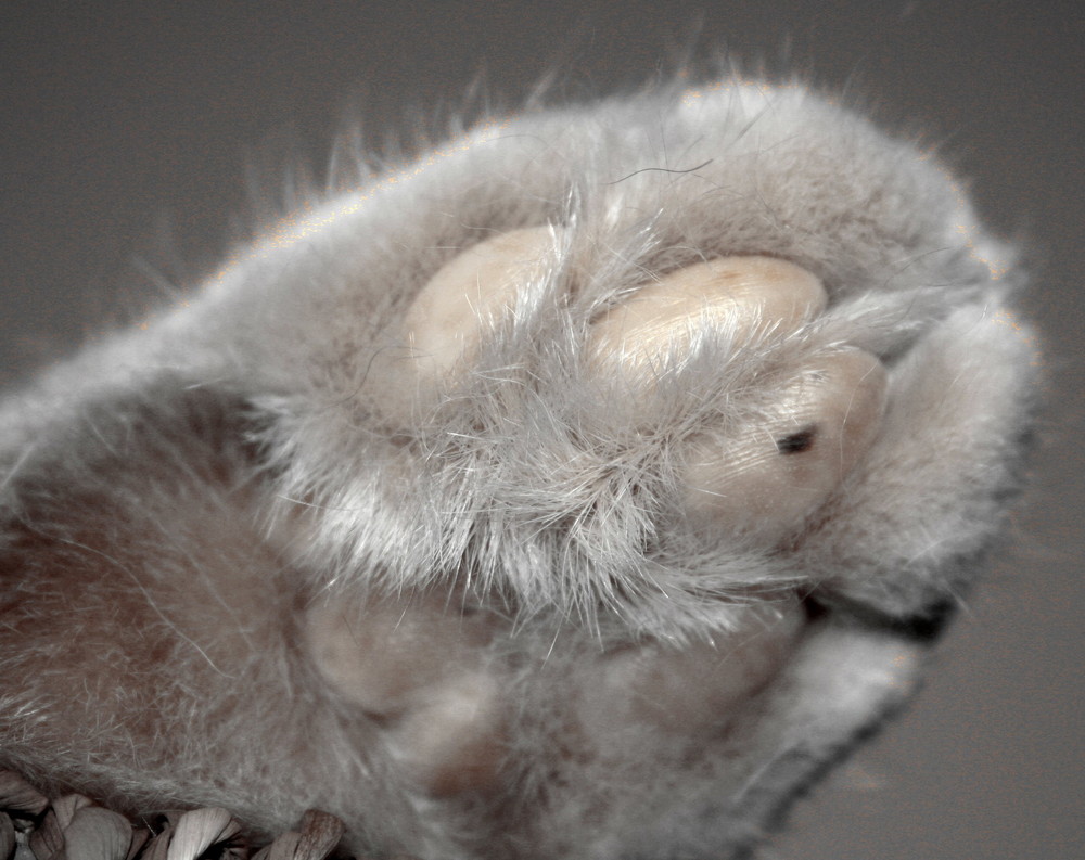 katzenpfote Foto & Bild | tiere, haustiere, katzen Bilder auf fotocommunity