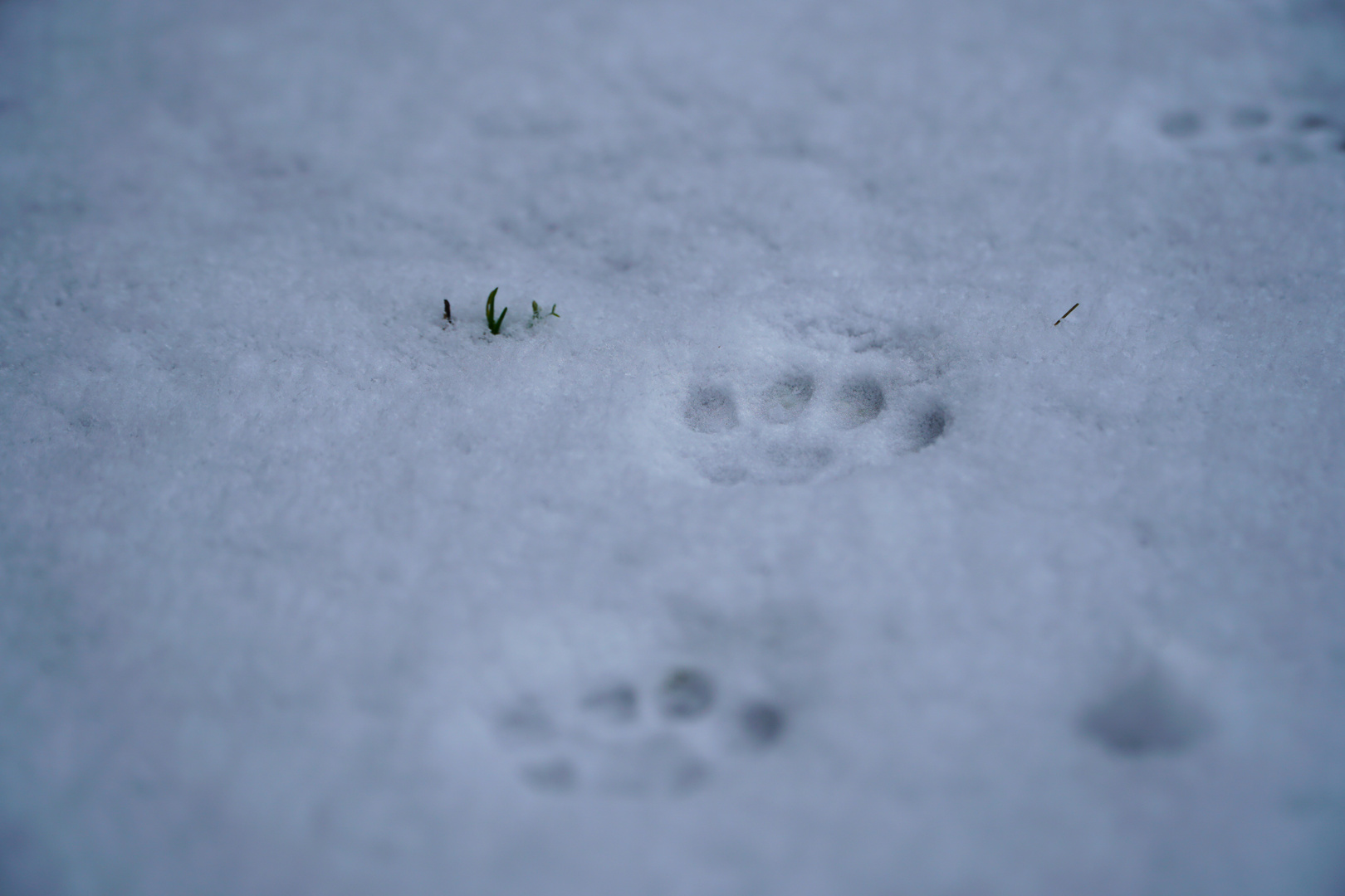 Katzenpfoten im Schnee