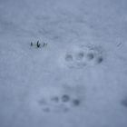 Katzenpfoten im Schnee