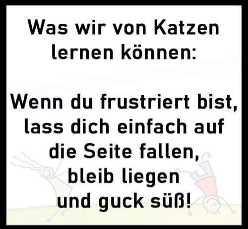 Katzenphilosophie