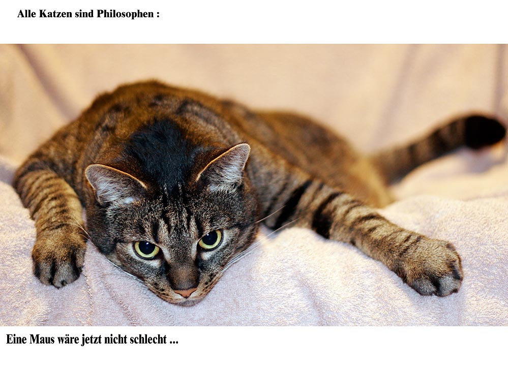 Katzenphilosophie