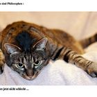 Katzenphilosophie