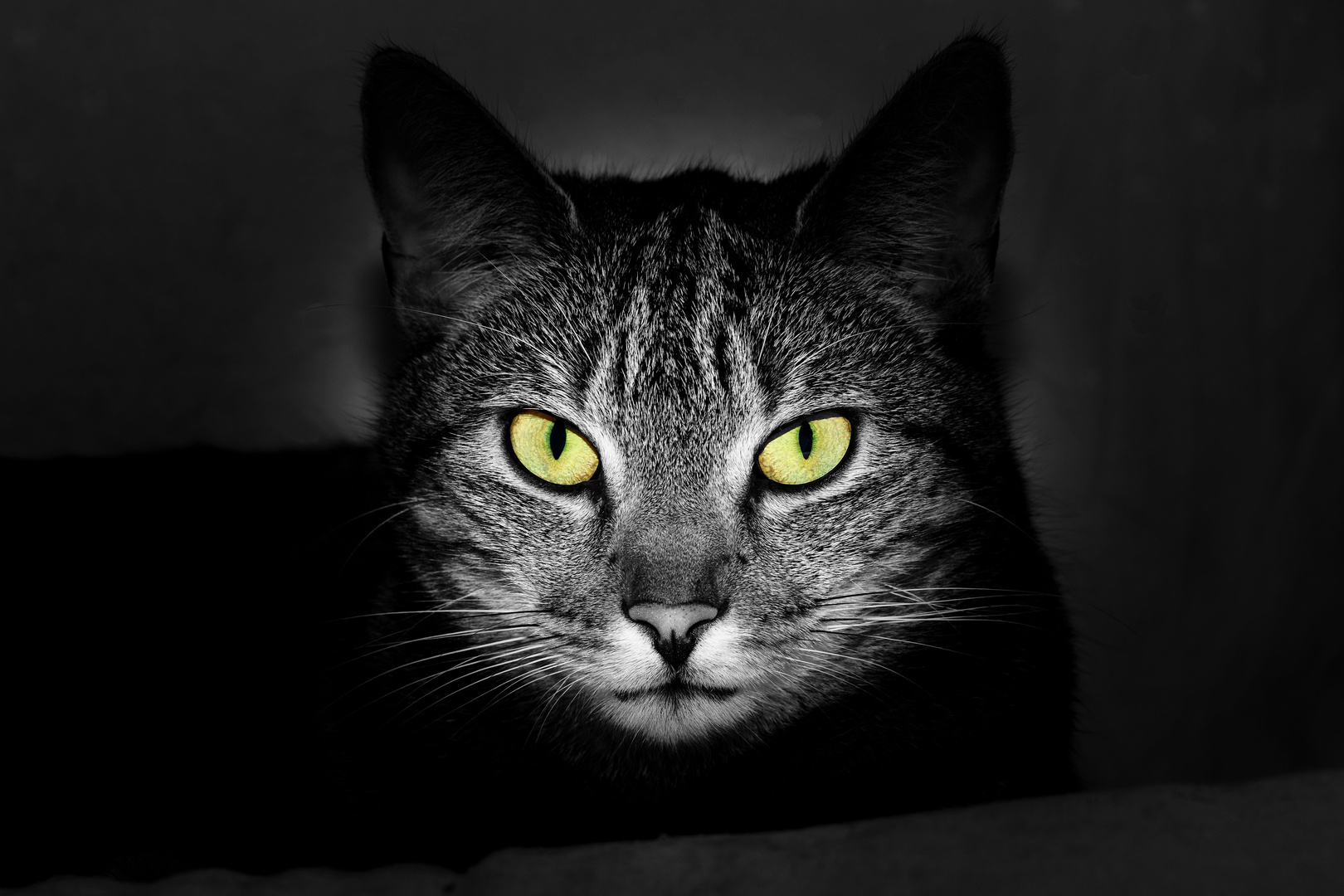 Katzenporträt Foto &amp; Bild natur, katze, schwarzweiß Bilder auf
