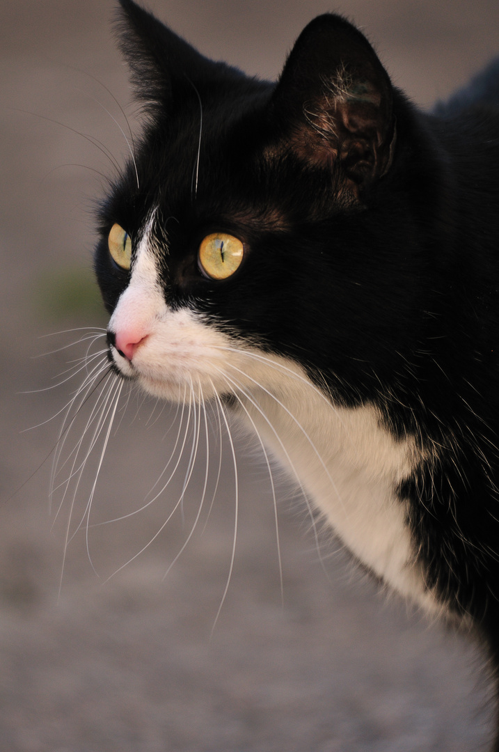 Katzenportrait