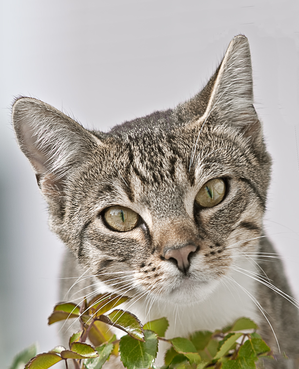 Katzenportrait