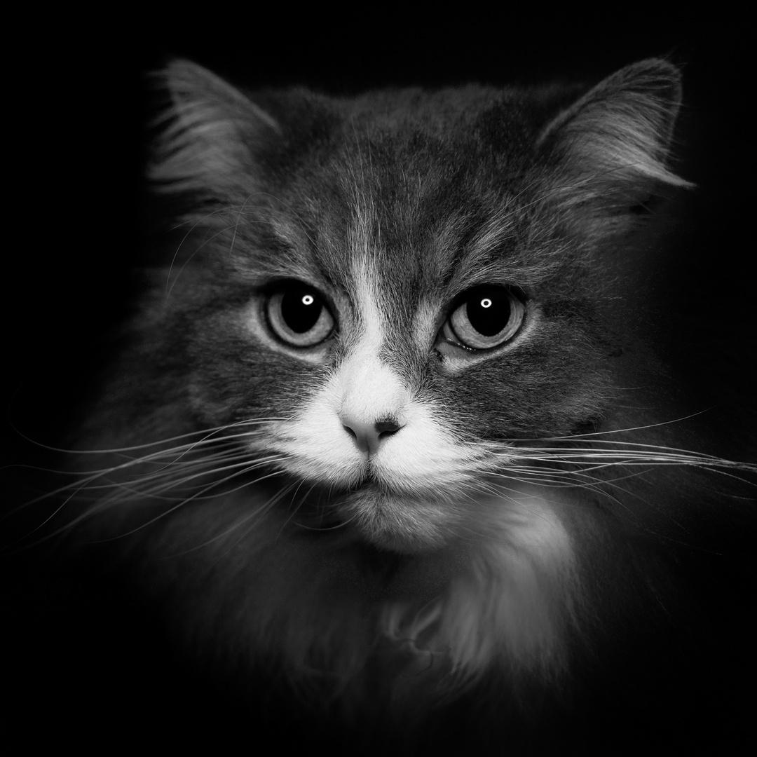 Katzenportrait 2019