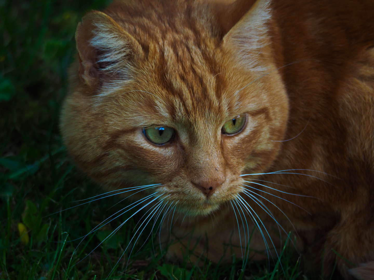 Katzenportrait