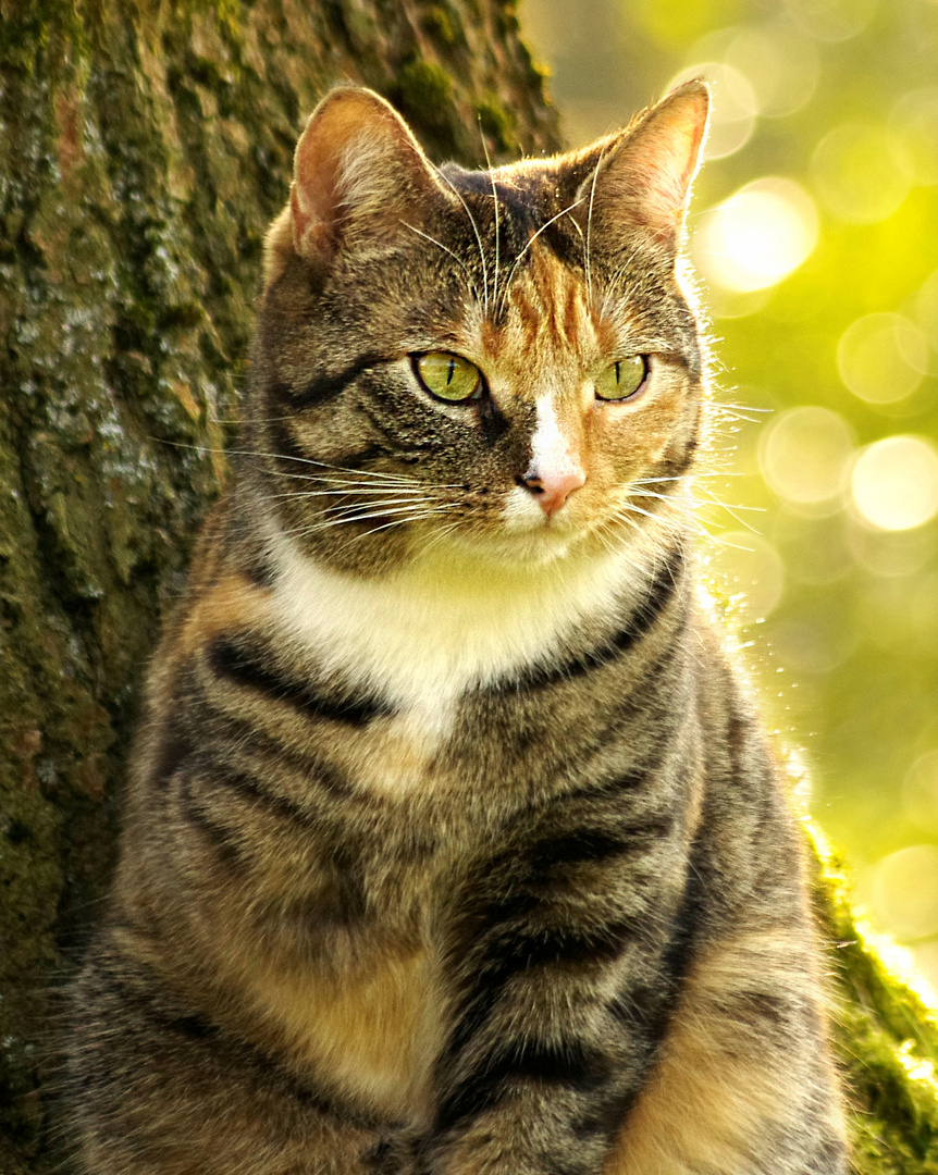 Katzenportrait