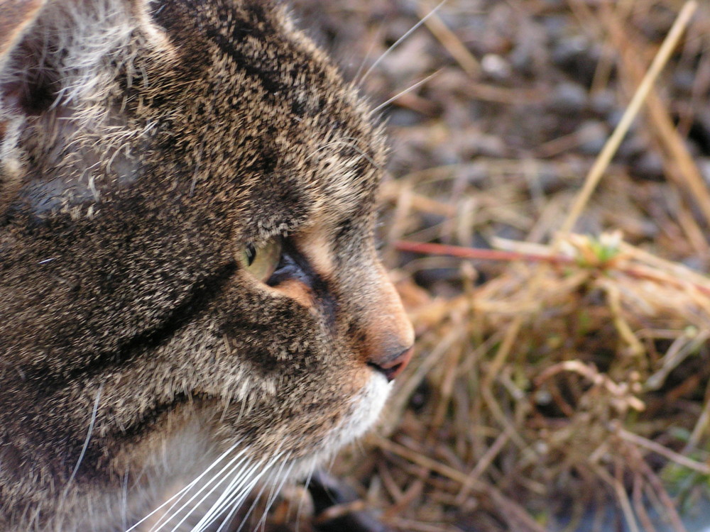 Katzenportrait