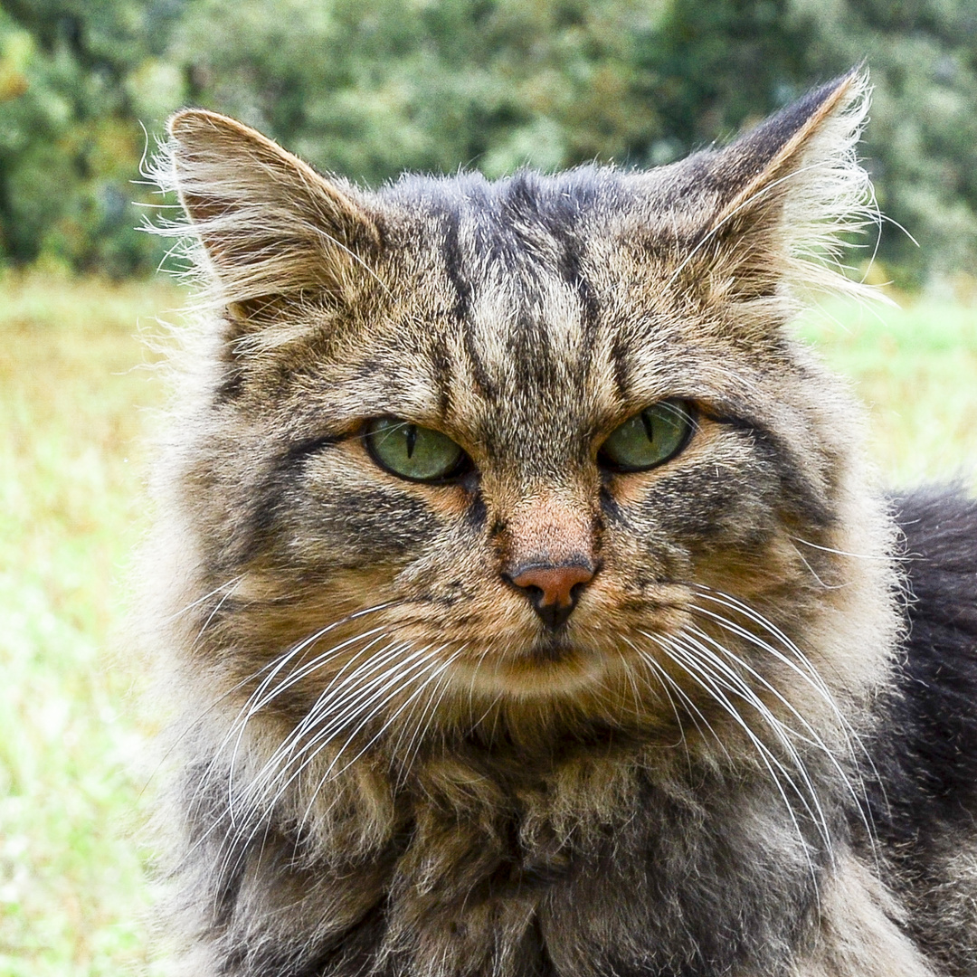 Katzenportrait