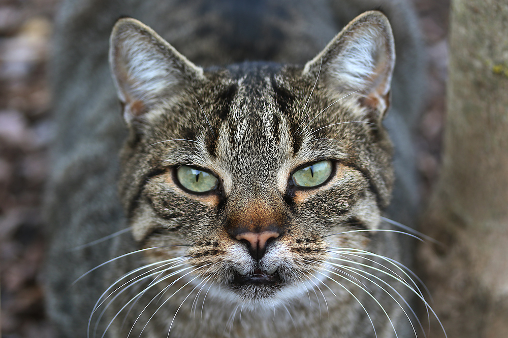 Katzenportrait