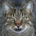 Katzenportrait