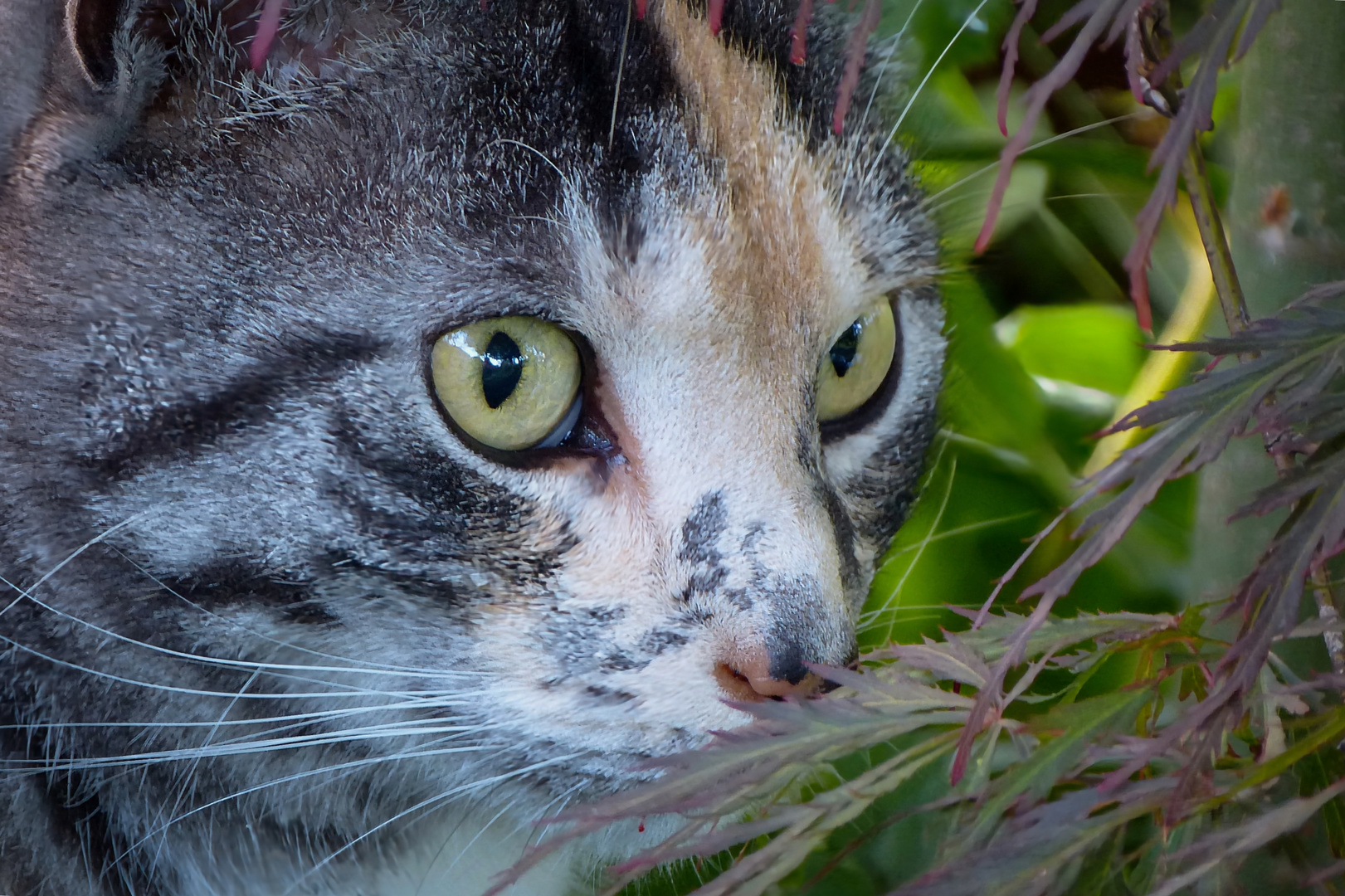 Katzenportrait