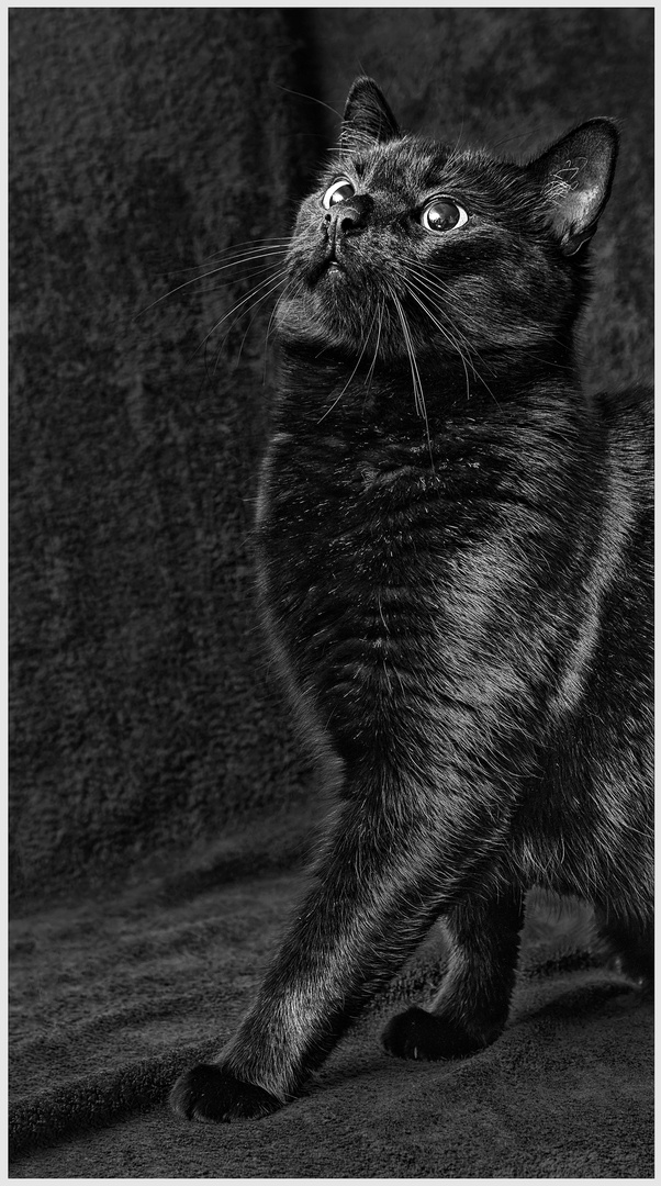 Katzenportrait