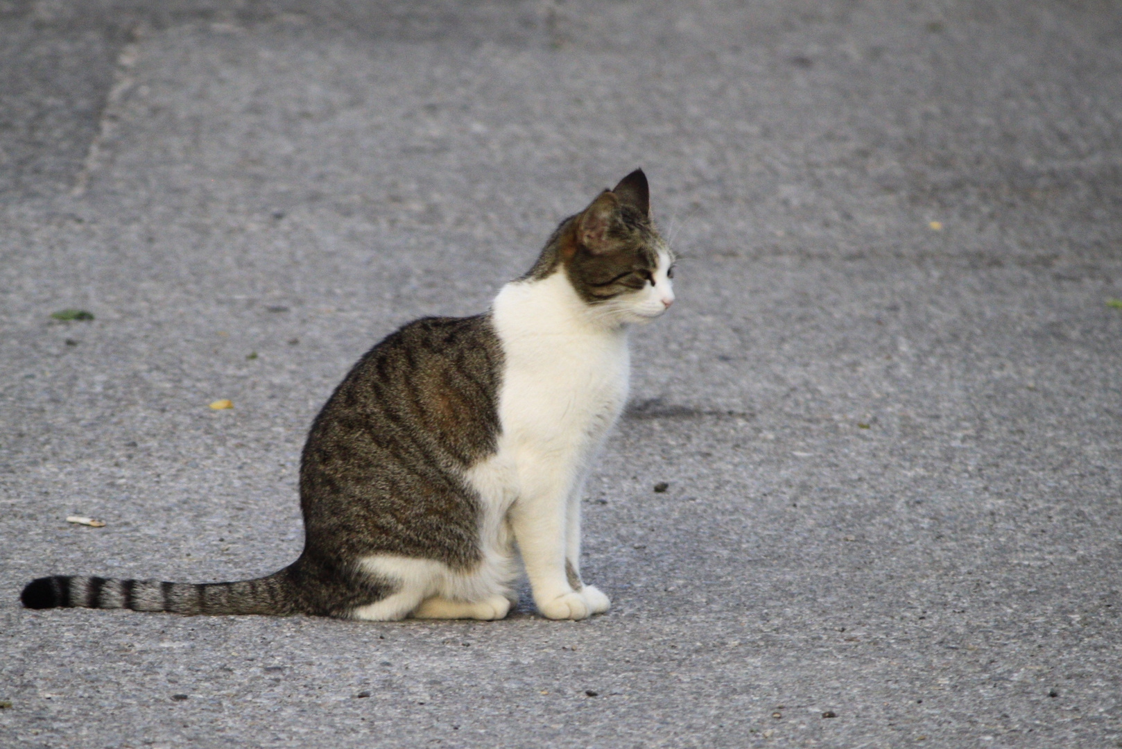 Katzenportrait