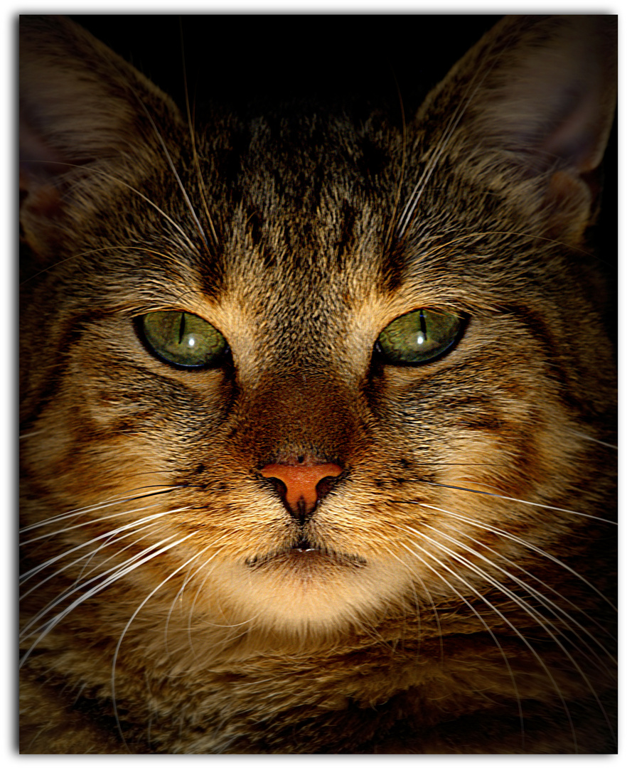 Katzenportrait