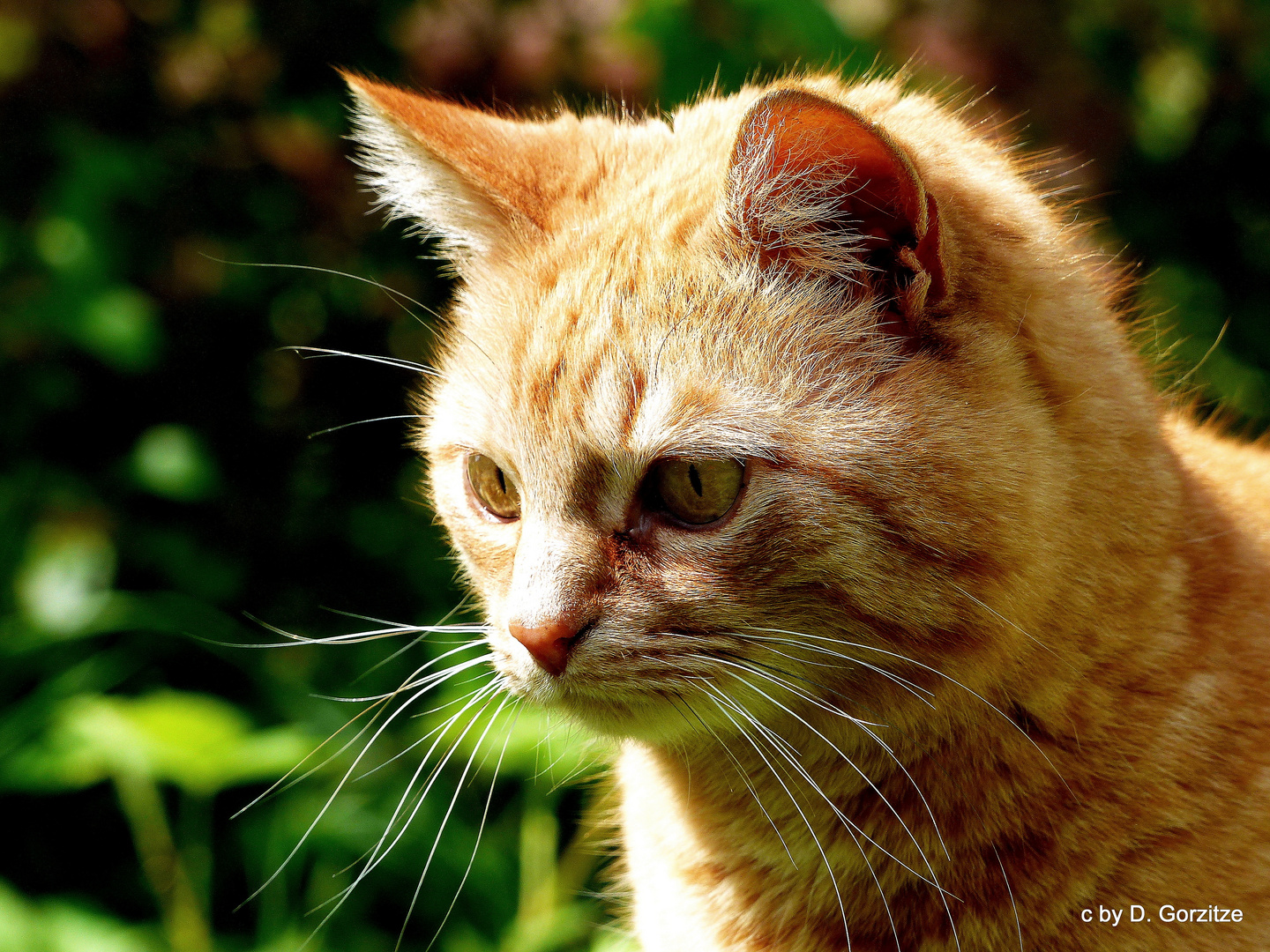 Katzenportrait !