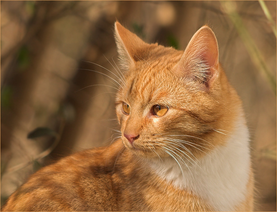 Katzenportrait