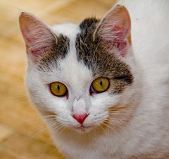 Katzenportrait