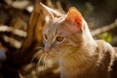 Katzenportrait