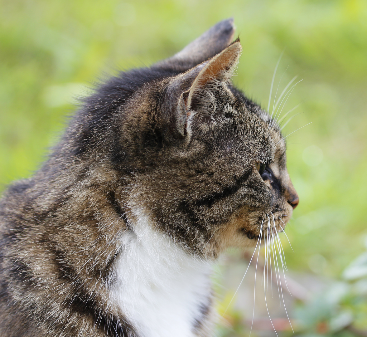 Katzenportrait