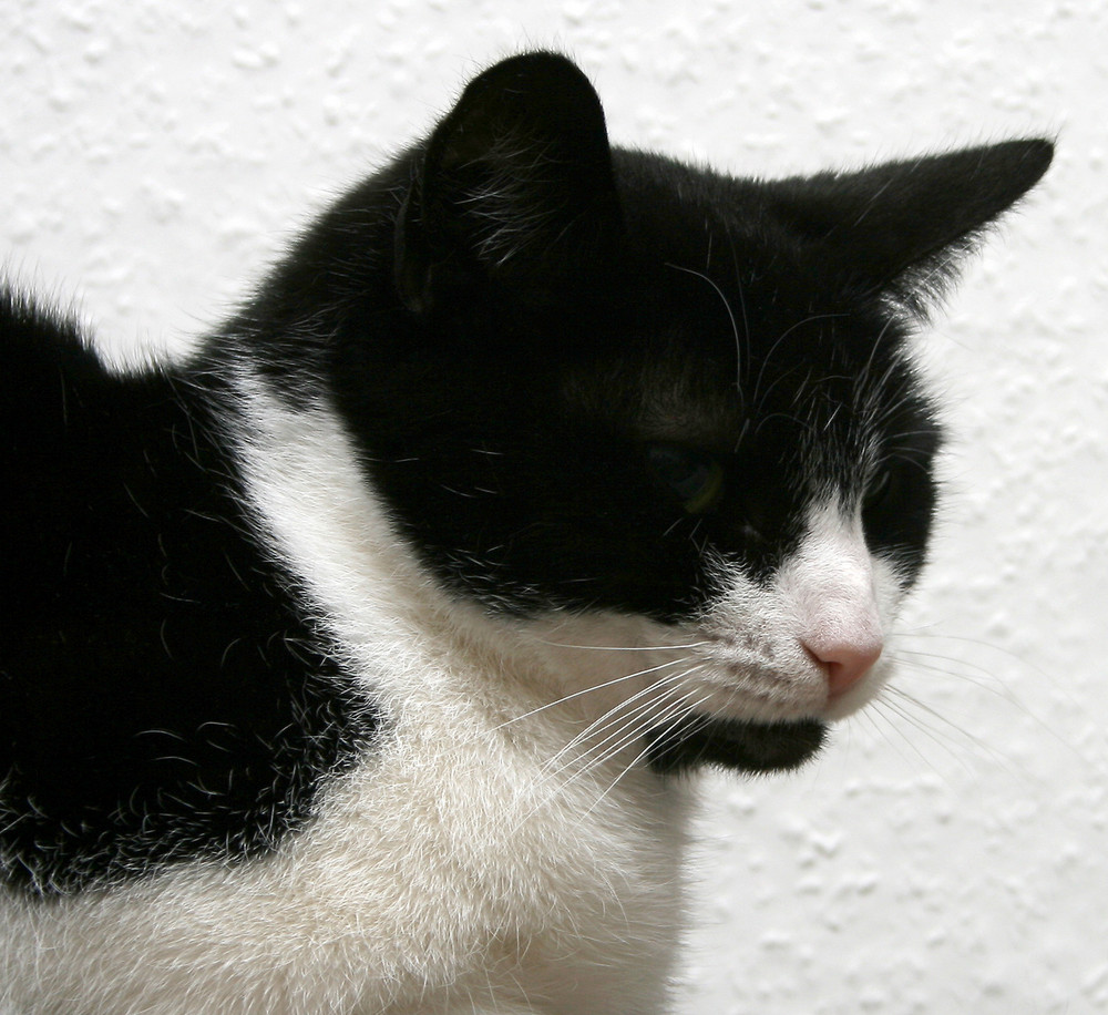 Katzenportrait