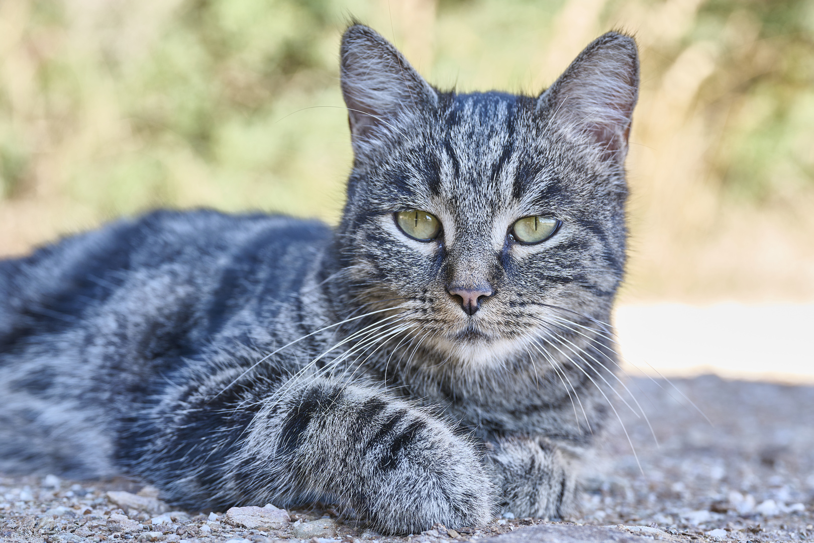 Katzenportrait