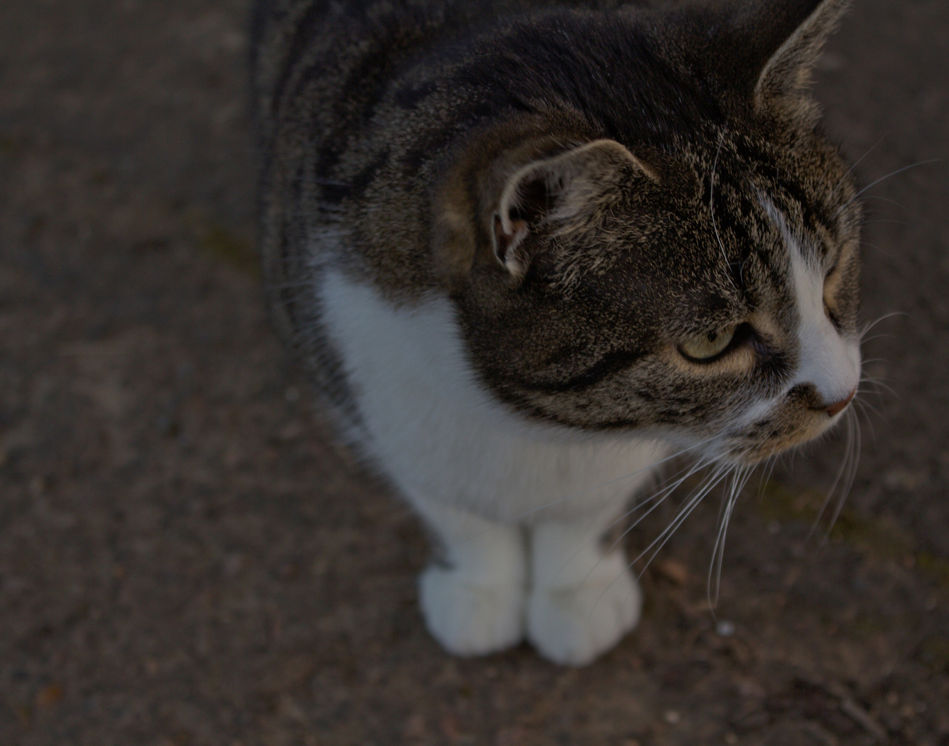 Katzenportrait