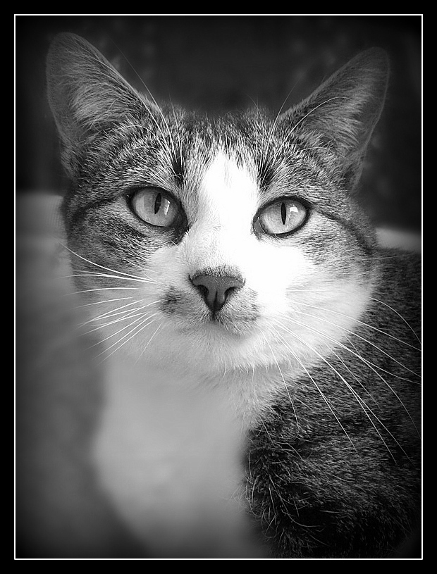 Katzenportrait