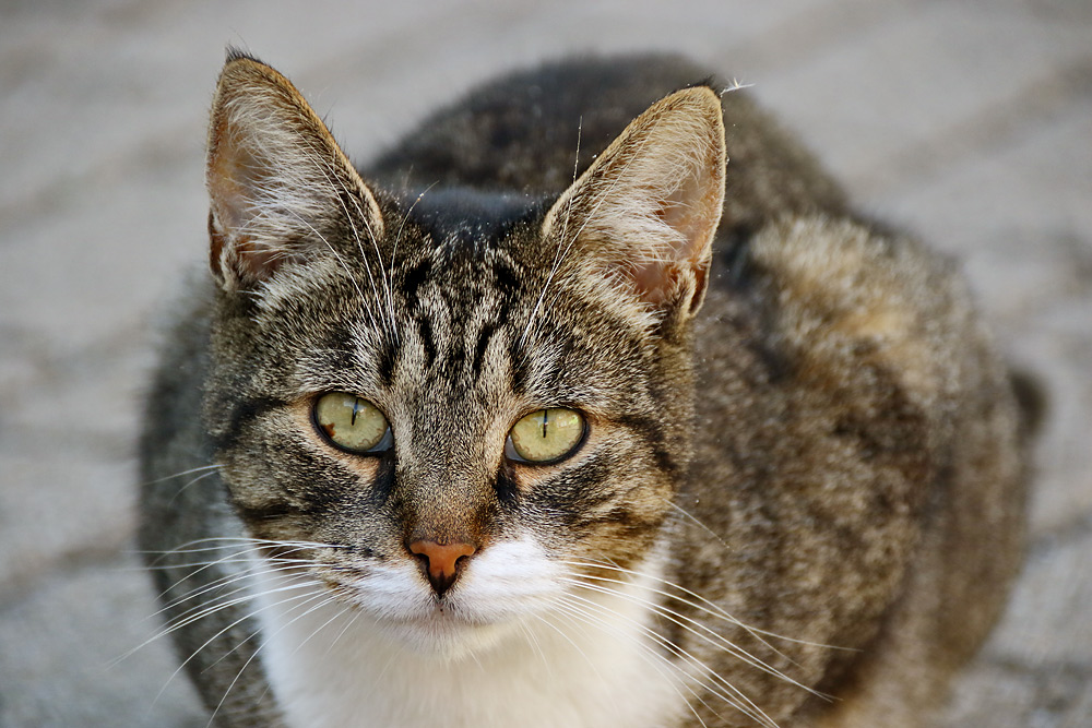 Katzenportrait