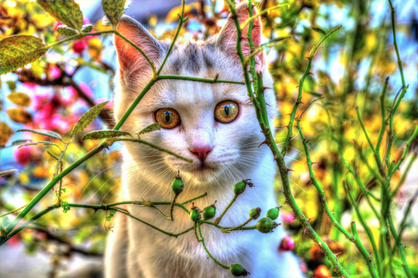 Katzenportrait - durch's Gebüsch