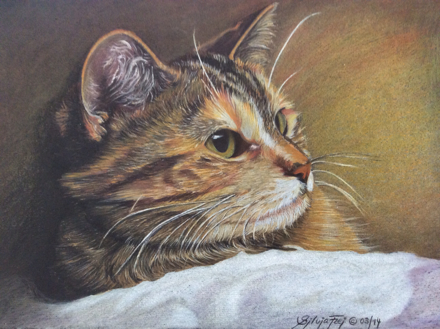 Katzenportrait